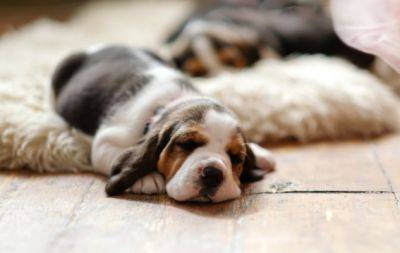 Не будіть сплячого звіра: ветеринари відповіли, скільки мають відпочивати собаки - hochu.ua - Сша