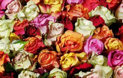 Розкішні та ароматні: світлини троянд, які заряджають натхненням (ФОТО) - hochu.ua