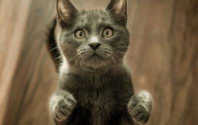 Наче біс вселився: 5 причин, з яких ваша кішка гасає по дому як навіжена - hochu.ua