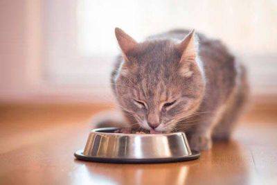 Корм Роял Канин для котов: качественное питание для вашего питомца - lifehelper.one