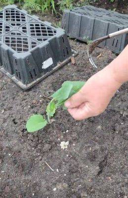 Делайте так, чтобы вырастить отменный урожай капусты - lifehelper.one