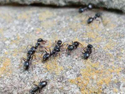 Избавляемся от муравьёв, не раскапывая муравейник: способ, чтобы забыть про них на всё лето - lifehelper.one
