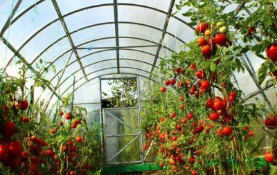 Огірки й томати в одній теплиці - хитрість чи помилка, яка дорого обійдеться? Пояснюємо - hochu.ua