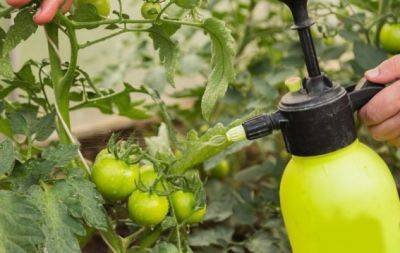 Чим обробити томати у липні: найкращі засоби для підвищення врожаю - hochu.ua