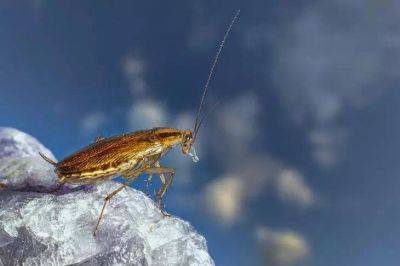 Елена Шимановская - Почему в доме могут появиться тараканы: вещи, которые привлекают паразитов - lifehelper.one