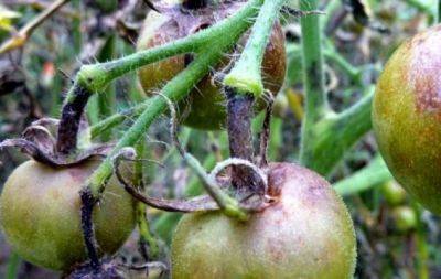 Якщо не хочете втратити урожай після дощів, зробіть це з томатами - hochu.ua