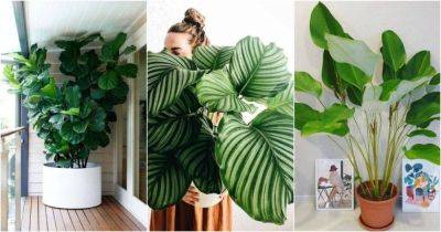 13 стильных комнатных растений с большими листьями - lifehelper.one