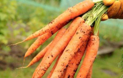 Елементарне підживлення для моркви: плоди будуть величезними та солодкими - hochu.ua