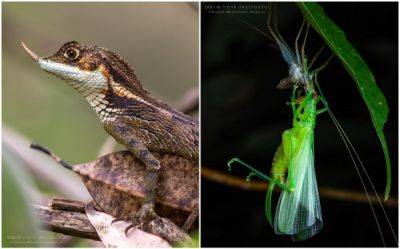 Животные и насекомые на фотографиях Фрэнка Дешандола - porosenka.net - Иран - Австралия - Эфиопия - Эмираты - Малайзия - Панама - Французская Гвиана