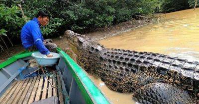 Индонезийский рыбак уже более 20 лет дружит с крокодилом - porosenka.net