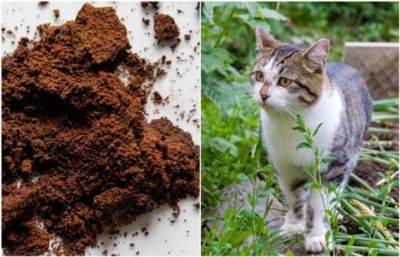Как использовать кофейную гущу в садовничестве без вреда для растений и почвы - milayaya.ru