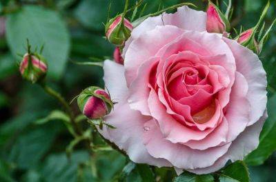 Надежный способ быстро получить королевский цветок — приобрести саженец. Однако ассортимент в ближайшем питомнике не всегда радует или очень дорог. Розы из букета — прекрасный источник посадочного - lifehelper.one