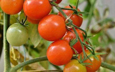 Як обрізати кущі помідорів, щоб збирати щедрий урожай - hochu.ua
