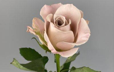 Трояндовий кущ з маленької гілочки: найкращий спосіб виростити квіти - hochu.ua