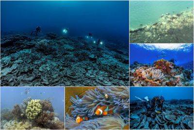 Из-за жары Большой Барьерный риф в Австралии теряет свои яркие цвета - porosenka.net - Австралия