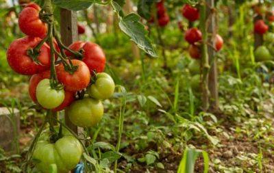 Щоб врятувати врожай: 5 способів підв’язати кущі помідорів, які схиляються до землі - hochu.ua