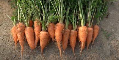 У меня нет огорода, но я легко выращиваю много моркови, рассказываю, как я это делаю - cpykami.ru
