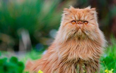Пласка мордочка і магнетичні очі: перські коти — улюбленці королівських родин - hochu.ua