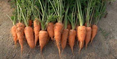 У меня нет огорода, но я легко выращиваю много моркови, рассказываю, как я это делаю - lifehelper.one