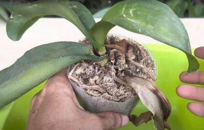 Нашла копеечное средство, которое помогло вернуть к жизни орхидею с гнилым стеблем и без корней - lifehelper.one