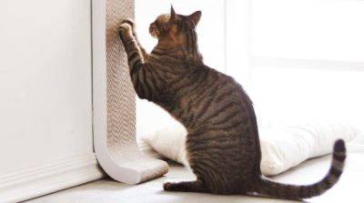 Почему когтеточка из ковролина может быть лучшим выбором для кошки, чем готовые магазинные модели - mur.tv