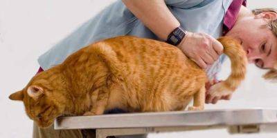 Геморрой у котов и кошек: бывает ли, симптомы, лечение - mur.tv