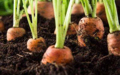 Що посадити на одну грядку з морквою - улюблені сусіди овочу - hochu.ua