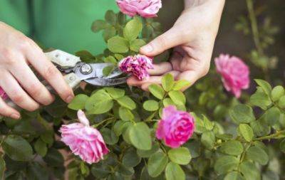 Як позбутися попелиці на трояндах: ефективні натуральні способи - hochu.ua