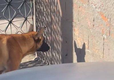 Собака попыталась напасть на свою тень - porosenka.net - Бразилия