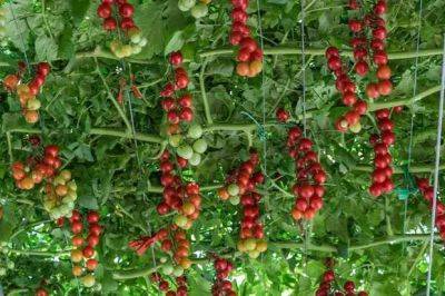 5 самых удивительных гибридов и сортов овощей, которые можно посадить на даче - lublusebya.ru
