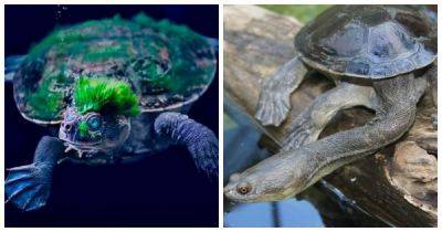 Самые необычные черепахи мира - porosenka.net - штат Алабама - штат Миссисипи - штат Квинсленд - Australia - Папуа Новая Гвинея