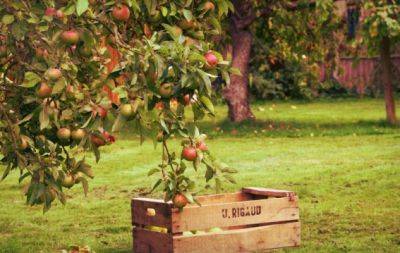 Навіщо досвідчені садівники вбивають цвяхи у яблуню: хитрий трюк - hochu.ua