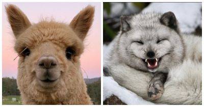 Поделись улыбкою своей: самые приветливые животные - porosenka.net