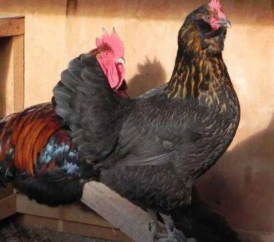 Самые удивительные породы куриц, которые несут уникальные яйца с цветной скорлупой - lublusebya.ru