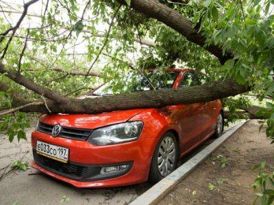 Дерево упало на машину: кто виноват? - porosenka.net - Россия