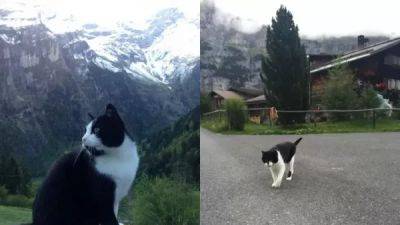 Кошка помогла потерявшемуся в горах туристу найти дорогу домой - porosenka.net