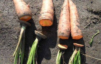 Як правильно обрізати хвостик у моркви: забираємо тільки зелень чи ріжемо по овочу? - hochu.ua