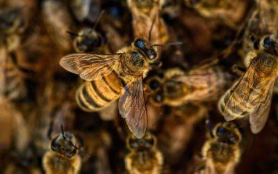 Рой пчёл напал на двух детей в Башкирии - porosenka.net - республика Башкирия