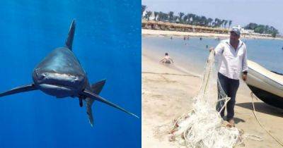 С пляжей Египта убирают сетки, сдерживающие акул - porosenka.net - Россия - Египет
