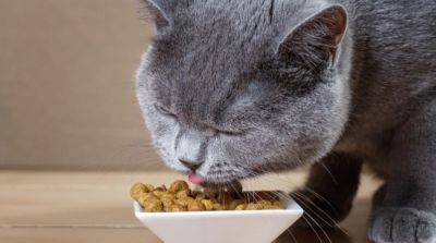 Сбалансированное питание для кошек: важные компоненты и принципы - mur.tv