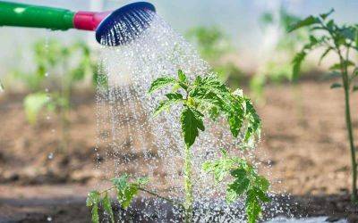 Как понять, что пора поливать ваши растения: простой трюк с отвёрткой - lifehelper.one