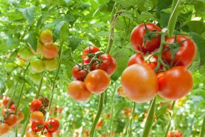 Если помидоры не краснеют в теплице: что делать? Вот простое решение проблемы - lifehelper.one