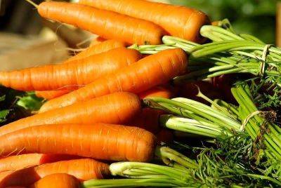 Эта подкормка моркови сделает её крупной и сладкой: простой рецепт - lifehelper.one