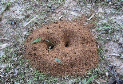 Сода поможет уничтожить муравейник на участке: простой, но эффективный способ - lifehelper.one