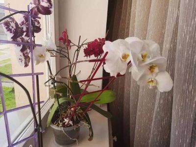 Тимур Хомичев - Воздушные корни у орхидей: можно ли их обрезать - lifehelper.one