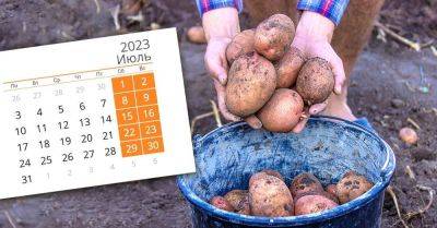 Что можно посадить в июле, чтобы успеть собрать еще один урожай, и есть ли смысл сажать картофель - lifehelper.one