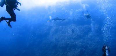 Леденящие душу крики: дайвер снял нападение акулы в Египте - porosenka.net - Германия - Египет