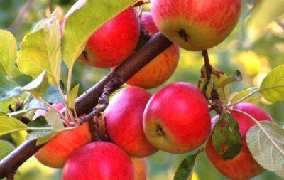 Що треба зробити з яблунею в липні, щоб збирати відрами великі соковиті плоди - hochu.ua