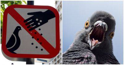 Жителя Сингапура оштрафовали на крупную сумму за кормление голубей - porosenka.net - Сингапур - Сингапур