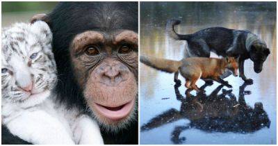 Невероятные пример дружбы животных - porosenka.net - штат Калифорния - Африканская